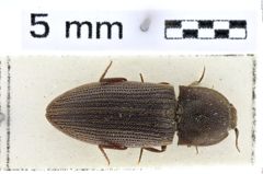 Foto (Dorsalansicht) von Agrypnus caliginosus (Boisduval, 1835)